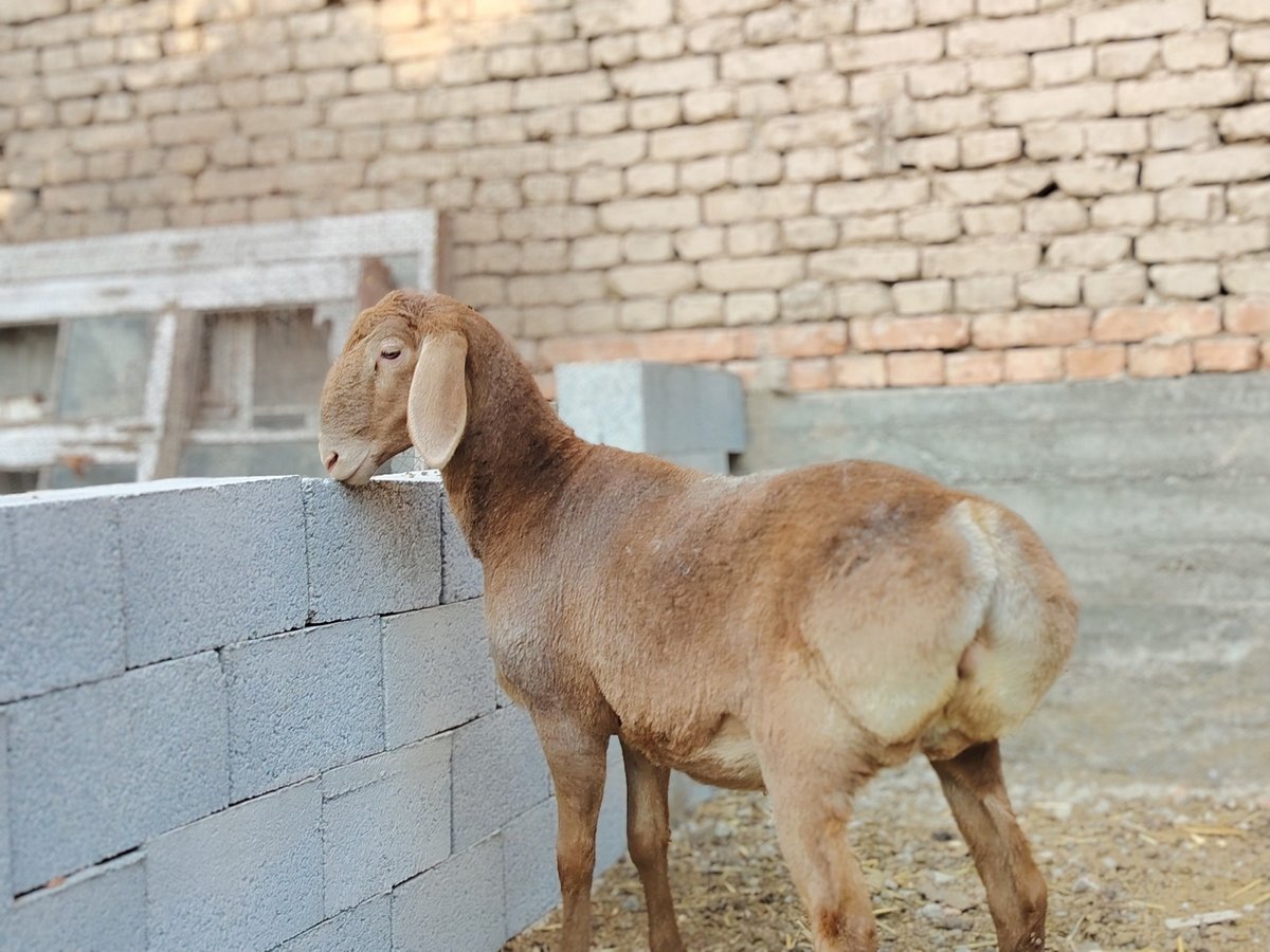 Sotiladi qo'zi sovliq Yoshi 6 oylik bo'yi 70+sm Zoti Arashan — Namangan