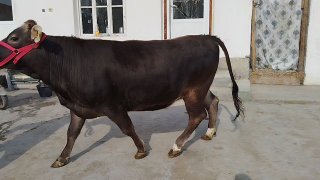 Shuvet hunajin sotiladi — O'zbekiston