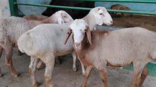 ZOTI ARASHAN QOZILAR KELDI 🐑✨ — Namangan