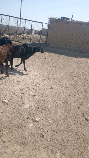 Qari quylar sotiladi — Jizzax