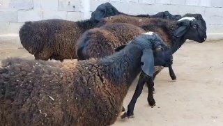 DEXQON AKADAN SIROSHNI QO'CHQORLAR SOTILADI — O'zbekiston
