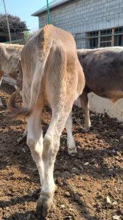 Akalar 4ta xunajin sotiladi — O'zbekiston