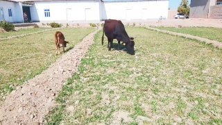 Она бола Сигир Сотилади Онаси Богоз Бир Ойлик Сути Ерталаб… — O'zbekiston