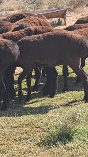 260 ta sifat semiz qo'zi quchqorlar sotiladi — O'zbekiston
