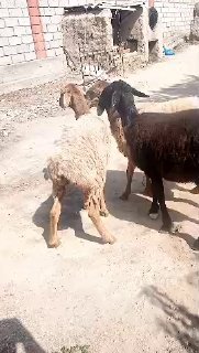 ASSALOMU ALEYKUM GURUPA KASHTAN QOʻZI SOVLIQLAR SOTILADI — NAMANGAN TUMANI
