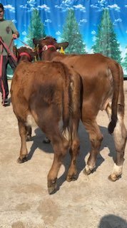 Chorva mollari — O'zbekiston