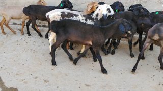 NAMANGANDA ZOTI TOZA ARASHANLAR SOVLIQLAR KELDI 🐑✨ — Namangan