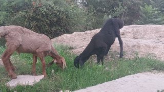 Assalomu aleykum akalar shu qo‘zi qo‘chqorlarimiz sotiladi — Marhamat