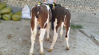 Simintal gibrid hunajinlar sotiladi — O'zbekiston