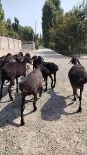 Qo'ylar sotiladi — Namangan viloyati Uchqorgon tumani Tegirmon qishlog'i