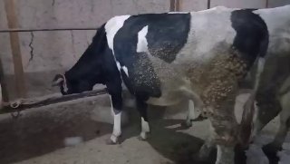 1ta rasiyiski sigir sotiladi 2ta tuqan — O'zbekiston