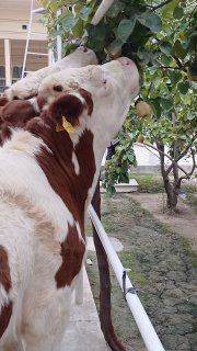 Mana shularniham tashlab bering bularni ham — Namangan