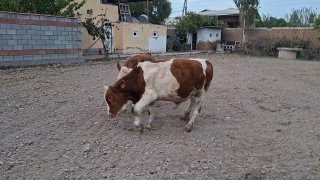 Ассалому алайкум чорва ишқибозлари! 8-9 ойлик сментал… — O'zbekiston