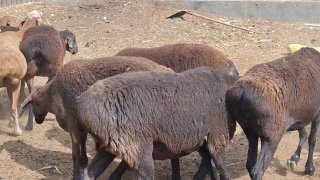 Sotiladi xusori bugʻoz sovliq quyla sim jun quyla — Surxondaryo