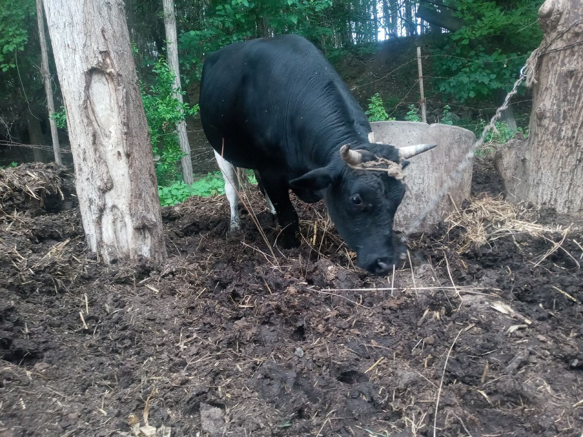 🐄 Sigir — Namangan viloyati, Pop tumani