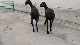 NAMANGANDA ZOTI TOZA XISOR KELDI 🐑✨ — Namangan