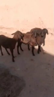 7ta tuxli sotiladi — Qashqadaryo