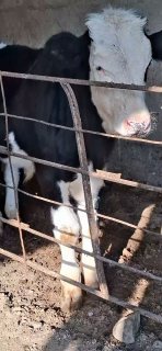 Дехкондан Гибрит букамиз сотилади йош ойлиги 5.ойлик йеб… — Namangan