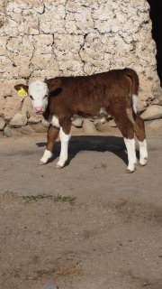 Smental Tozasi 10 kunlik sog'lom bo"yi 75 sm — O'zbekiston