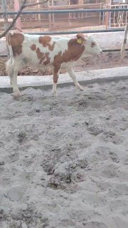 Simmental hunajin sotiladi — Farg'ona