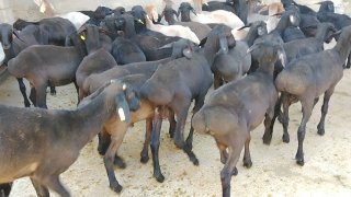NAMANGANDA ZOTI TOZA XISOR KELDI 🐑✨ — Namangan
