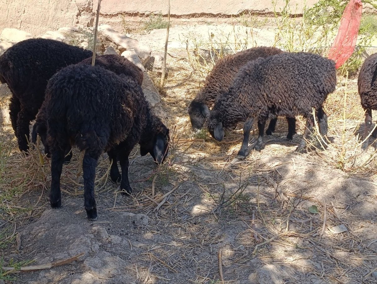 6ta qoʻzi sotiladi — Qashqadaryo