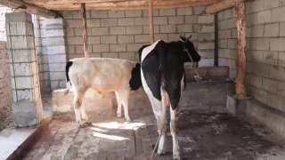 38милион сунатига утиб берамиз.ена 130+ киср согдирмеди… — O'zbekiston