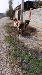 Hunajinlar sotiladi — Namangan