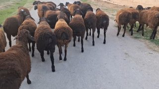 Yangi partiya Qo'chqorlar — Sirdaryo