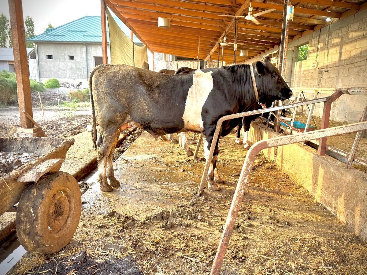 Smentalga gibrid yoshiga to'lyapti — O'zbekiston