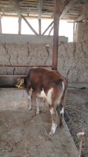 Chorva mollari — O'zbekiston