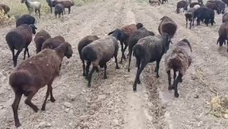 60 та ёши катта куйлар сотилади 3500 ками бор Жиззах Бобур — Jizzax