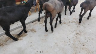 NAMANGANDA ZOTI TOZA XISOR KELDI 🐑✨ — Namangan