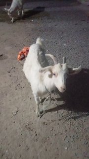 Shu ona bola echki sotiladi bolla qiz bolla — O'zbekiston