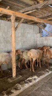 Shu soliqlar sotiladi bir joyga 5 mlndan — Andijon viloyati Izboskan tumani