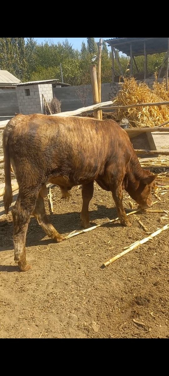 Асалому алекум акалар манашу молимиз ена бола сгиримиз… — O'zbekiston