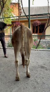 Toza shvet hunajin sotiladi 29500 xayri kami bor — Andijon, Shahrixon