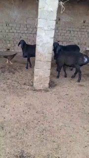 Qo'chqorlar sotiladi narxi telda — O'zbekiston