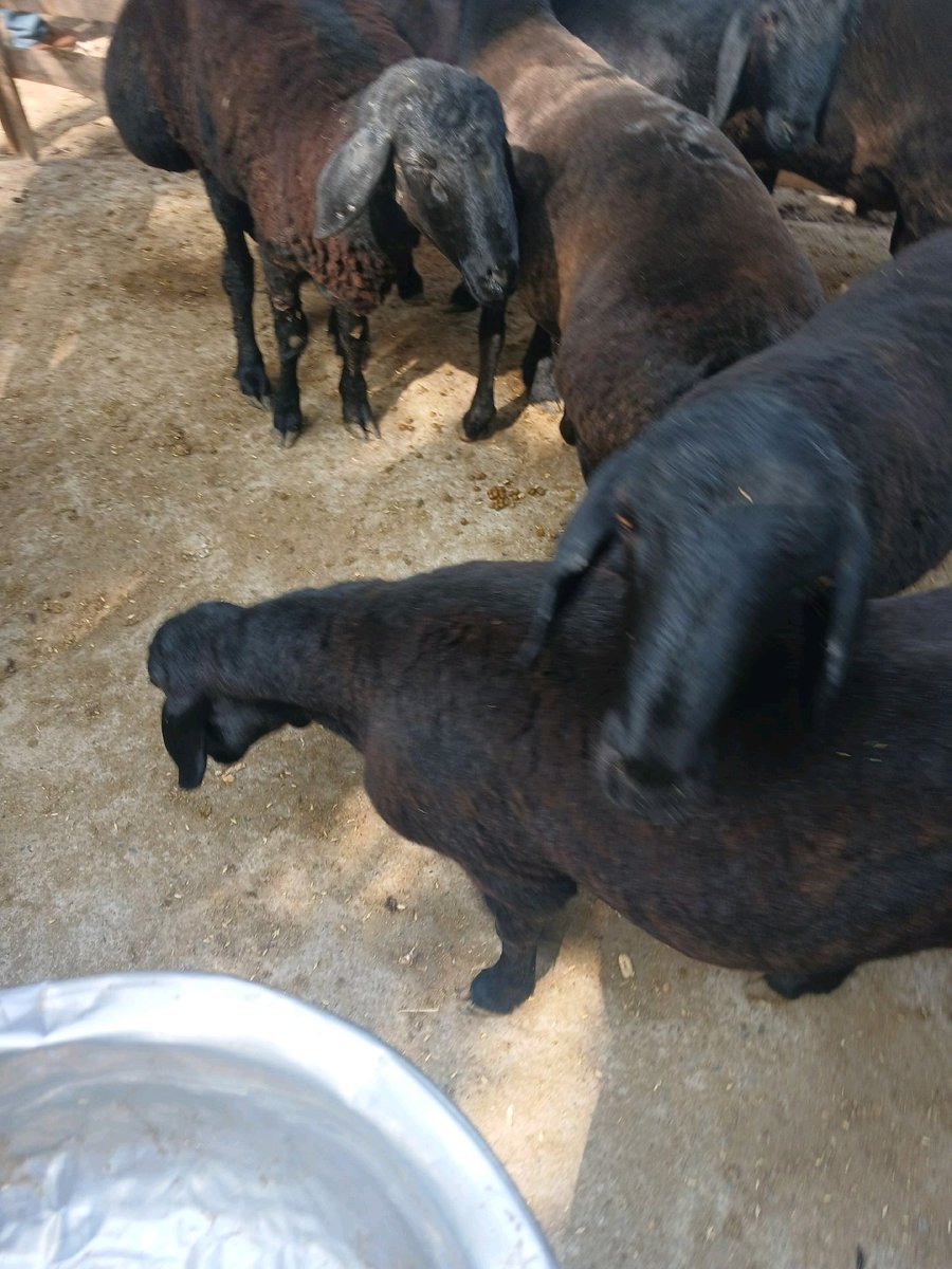 Qo'y — Namangan viloyati, Namangan tumani