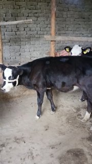 Chorva mollari — O'zbekiston