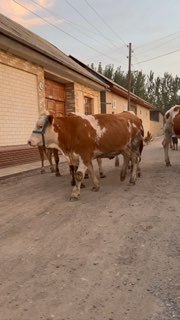 Tozza afstrski bogoz hunajinlar 46 milyondan bob keti… — O'zbekiston