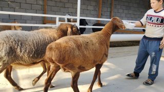 ZOTI TOZA ARASHAN QO'YLAR KELDI 🐑✨ — Namangan
