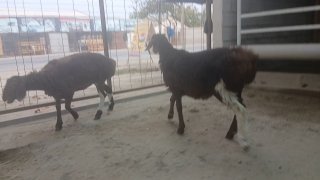 EKAZAQ Уругликка саклашга Хисори кузи кучкор sovliq 4 5… — Namangan