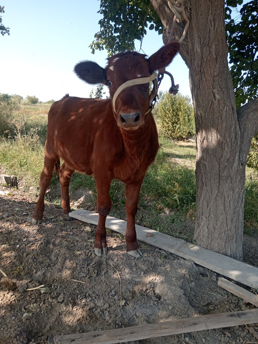 PAroda GUnojin sotiladi — O'zbekiston