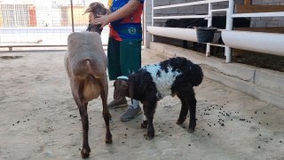 NAMANGANDA ZOTI TOZA XSORI ONA BOLA QO'YLAR KELDI 🐑✨ 1.TA… — Namangan