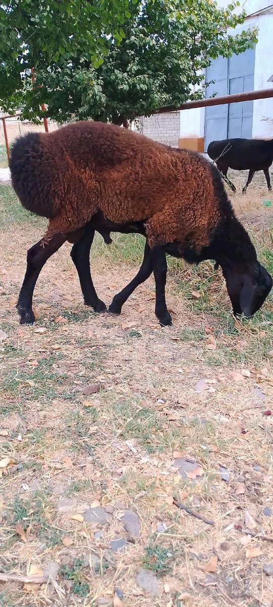 Qo'y — Toshkent viloyati, Zangiota tumani