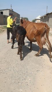 Ona bola sigir sotiladi — O'zbekiston