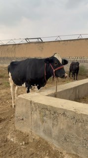 bogoz sigir — Toshkent