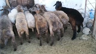 9та кучкорлар сотилади — Navoiy
