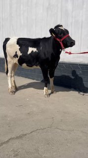 Chorni piyostra xunajin — O'zbekiston